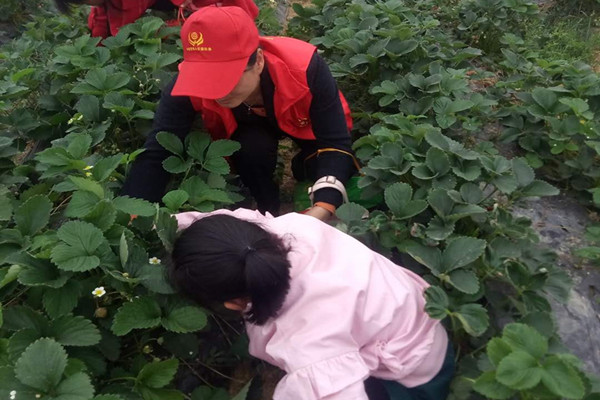 志愿者与孩子们一道摘草莓_副本.jpg